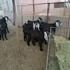 ذبايح حري وتيوس وسواكني مع أمكانيه ذبح وتوصيل
