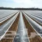 أغطية التربه الزراعية من مادة البولي ايثيلين PE عاليه الجوده