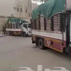 دينا مشاوير داخل مكه وخارج