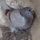 فروخ حمام للبيع سمان