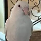 ببغاء روز البينو