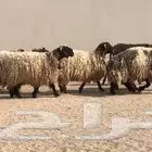 مطلوب غنم نعيم