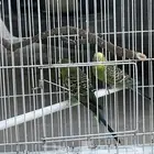 عصافير أنثى عصافير حب الواحد 90