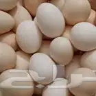 مطلوب بيض بلدي مائدة بكميات