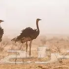 مطلوب نعام افريقي فروخ