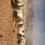 200 حريه للبيع 