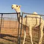 مفرود باتلي