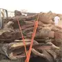 سمر صافي 