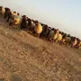 للبيع غنم نعيم حولي 90 