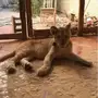 الشرقيه -   : لبوه عمرها 6