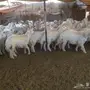 للبيع طليان ورخال 