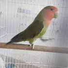3 حبات روز منتجين