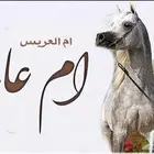 تنفيذ افخم وارقى الزفات والشيلات بالأسماء لجميع المناسبات
