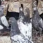 حمام تيدي