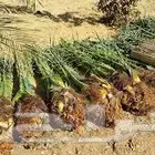 نخل مثمر نوع خلاص و مشكلات للبيع