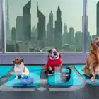 اقامه كلبك علينا وانت مطمن