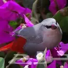 زوج الخزامي فنش(تم البيع)
