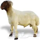 مطلوب قصاصين غنم   ماكينة