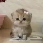 ابي قطوه بليييز ل تبببنييي