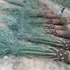 يوجد لدينا جميع انواع النخيل المثمر وزينه