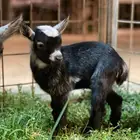 قزمي تيس تشيكي مباع بارك الله