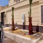 يوجد الدنيا جميع انواع انخيل زينه واشنطن الفلل وستريحه