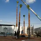 نخل شنطوني
