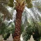 تكريب تنظيف وترتيب نخل بجميع انواعه وتنظيف وترتيب كل الشجار