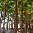 زيتون مثمر ونخيل واشنطني وعربي