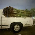 يوجد الدنيا جميع انواع النخيل وجميع المقسات