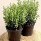 نبات الروزمارى..صور عالطبيعة