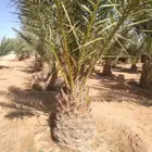 نخل للبيع جميع انواعه