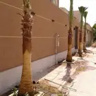 جميع انواع النخيل متوفره