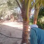 ابويوسف
