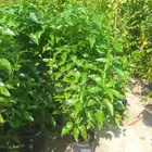 مزارع ومنسق حدائق