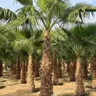 نخل واشنطني جميع المقاسات