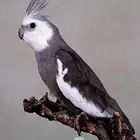 فروخ كروان ممتازة