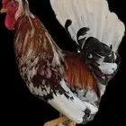 للبيع ديك ترثه