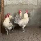 ديك فيومي جولد