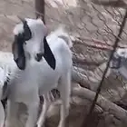 تيوس سمين العمر 4 شهور الي 8 شهور على الشرط