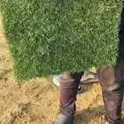 نجيله طبيعيه مع احواض زراعيه تربه زراعيه سافي وتربطيني ومواد