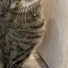 قطط تبني