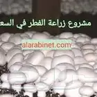بذور فطر