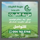 شتلات بشام