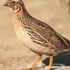 طرح سمان يوميا