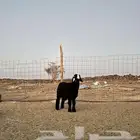 خروف نجدي فحل