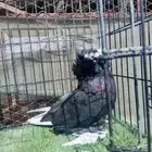 النوع   بخاره.