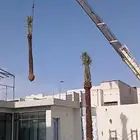 نخل نخيل توريد قلع غرس