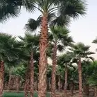 نخل واشنطني