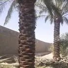 نخل اخلاص ثلاثه متر الا اربعه